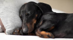 Can Dogs Have Sleep Apnea ?