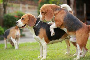 Why do dogs get stuck during mating?