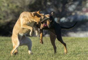 How to stop dogs from fighting in the same household