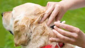 How to keep ticks off dogs
