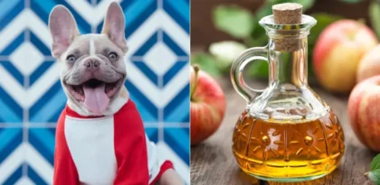 Can Dogs Have Vinegar?