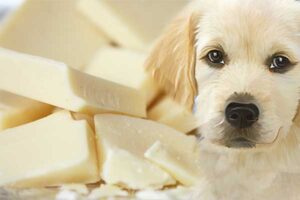 Can Dogs Have White Chocolate?