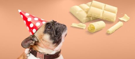 Can Dogs Have White Chocolate?