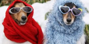How to keep dogs warm in winter