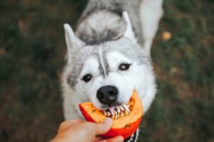 Can Dogs Eat Pumpkin Seeds?