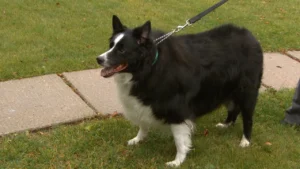 Weight of Border Collies