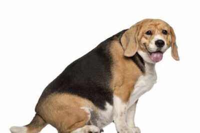 Weight Of Beagles