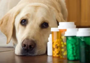 How To Euthanize A Dog At Home With Benadryl