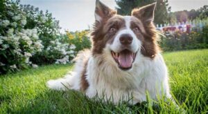 How To Euthanize A Dog At Home With Benadryl