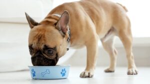 Best Dog Treats For Sensitive Stomachs
