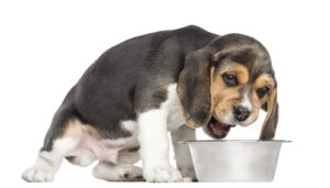 Best Dog Treats For Sensitive Stomachs