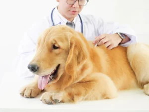 When To Put a Dog Down with Cushing's Disease?