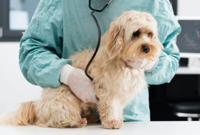 When To Put a Dog Down with Cushing's Disease?
