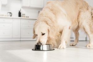 Can Dogs Eat Cereal?