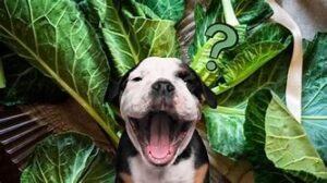 Can Dogs Eat Collard Greens?