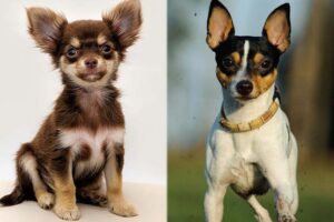 Chihuahua Terrier Mix