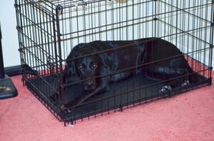How to Collapse A Dog Crate