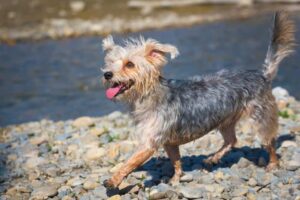 Do Dorkies Shed? The Truth About Yorkie mixes