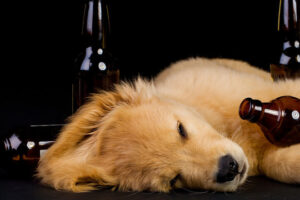 Can Dogs Get Drunk?