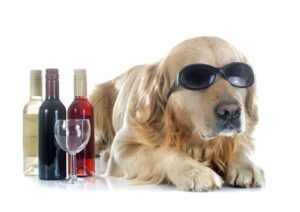 Can Dogs Get Drunk?