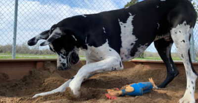 How To Keep Dogs From Digging Under Fence