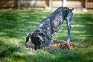 How To Keep Dogs From Digging Under Fence