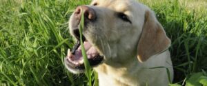 Dog Eating Grass Frantically