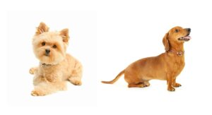Do Dorkies Shed? The Truth About Yorkie mixes