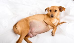 How to tell if your dog is pregnant at home. 