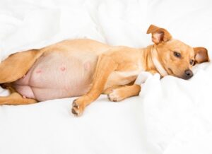 How to tell if your dog is pregnant at home. 