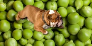 Can Dogs Eat Edamame?