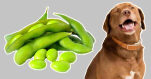 Can Dogs Eat Edamame?