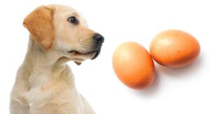 Is egg good for dogs? 