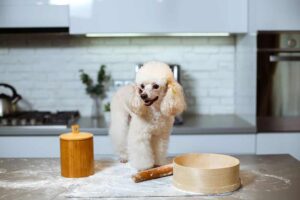 Can Dogs Have Flour?