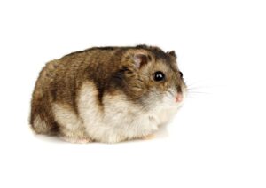 Weight of hamster.