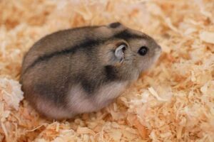 Weight of hamster.