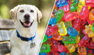 Can dogs eat Jelly? 
