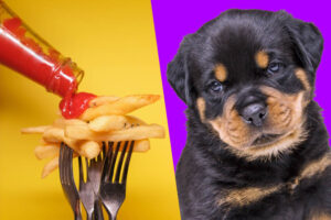 Can Dogs Eat Ketchup?