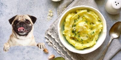Can Dogs Eat Mashed Potatoes?