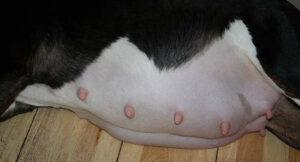 How Many Nipples Do Dogs Have?