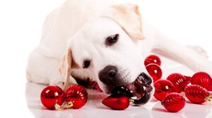 Can Dogs Eat Pomegranate