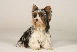 Why Parti Yorkie Puppies Make The Best Pets