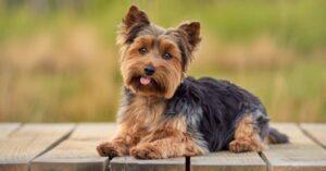 Why Parti Yorkie Puppies Make The Best Pets