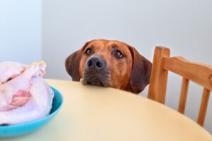 How Long To Boil Chicken For Dogs