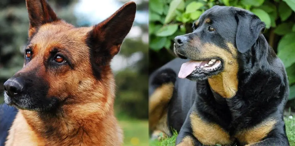 Rottweiler Mixed With German Shepherd: Interesting Facts