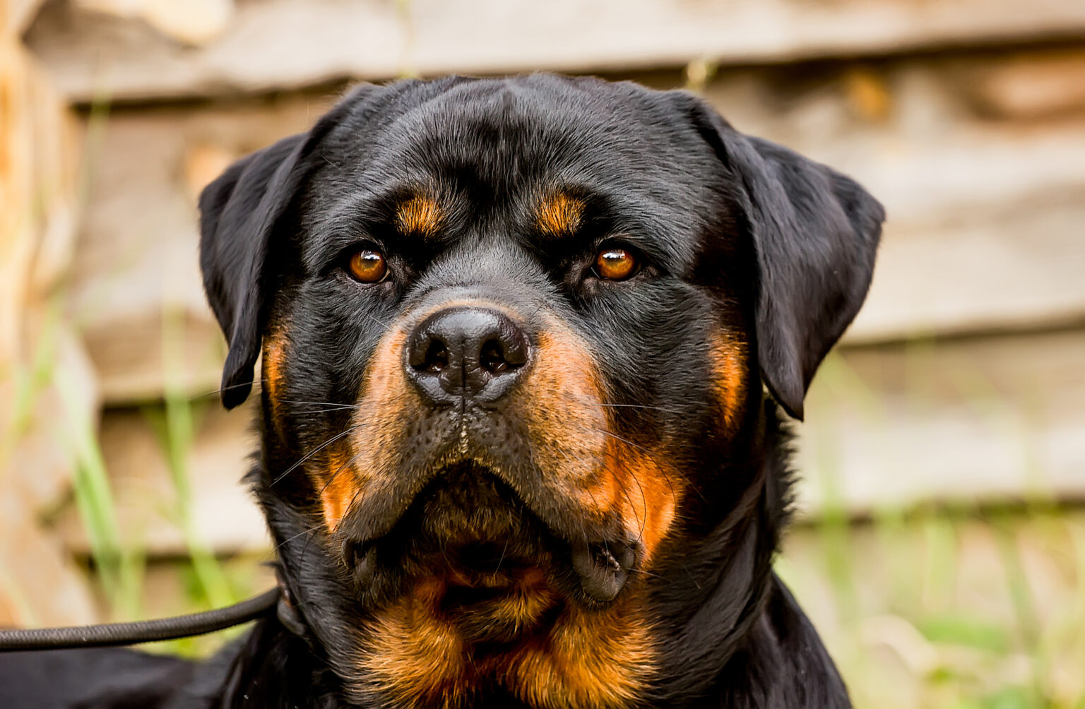 How Much Do Rottweiler weigh?