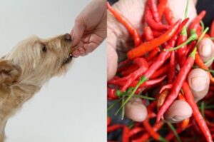 Can dogs eat spicy food?