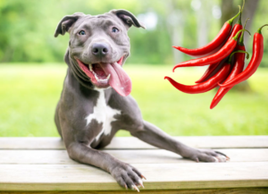Can dogs eat spicy food?