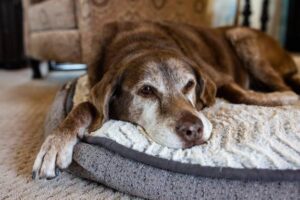 When to Put a Dog Suffering From Tracheal Collapse to Sleep?
