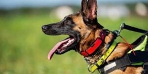 How To Train A Dog With A Shock Collar